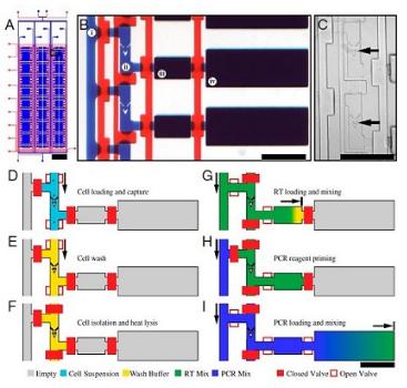 單細胞RT PCR分析，來自White等，PNAS，2011